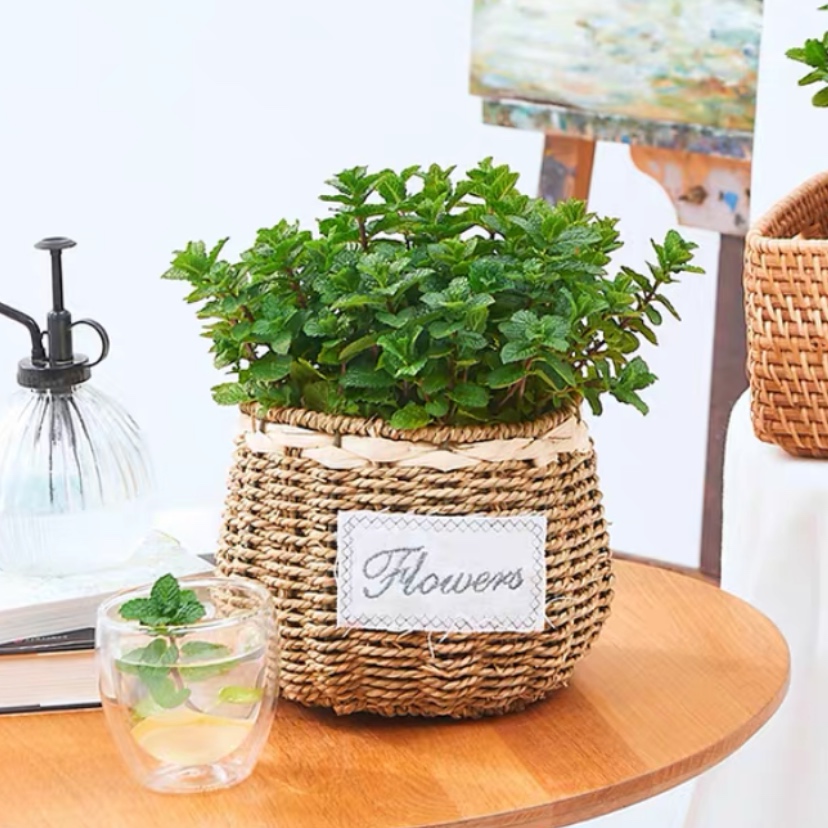 薄荷盆栽薄荷叶子可食用柠檬薄荷