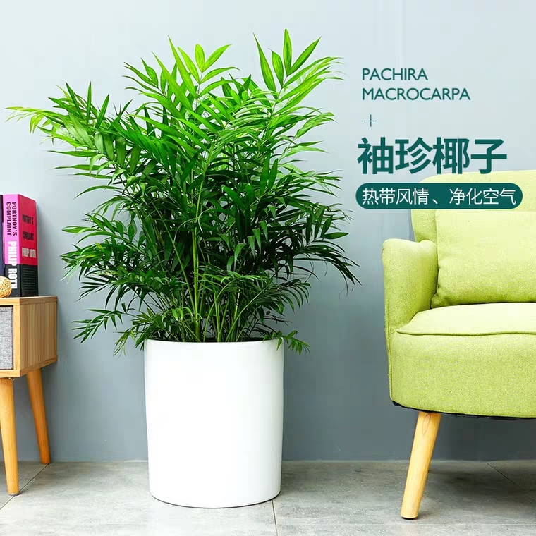 夏威夷椰子 袖珍椰子 2001