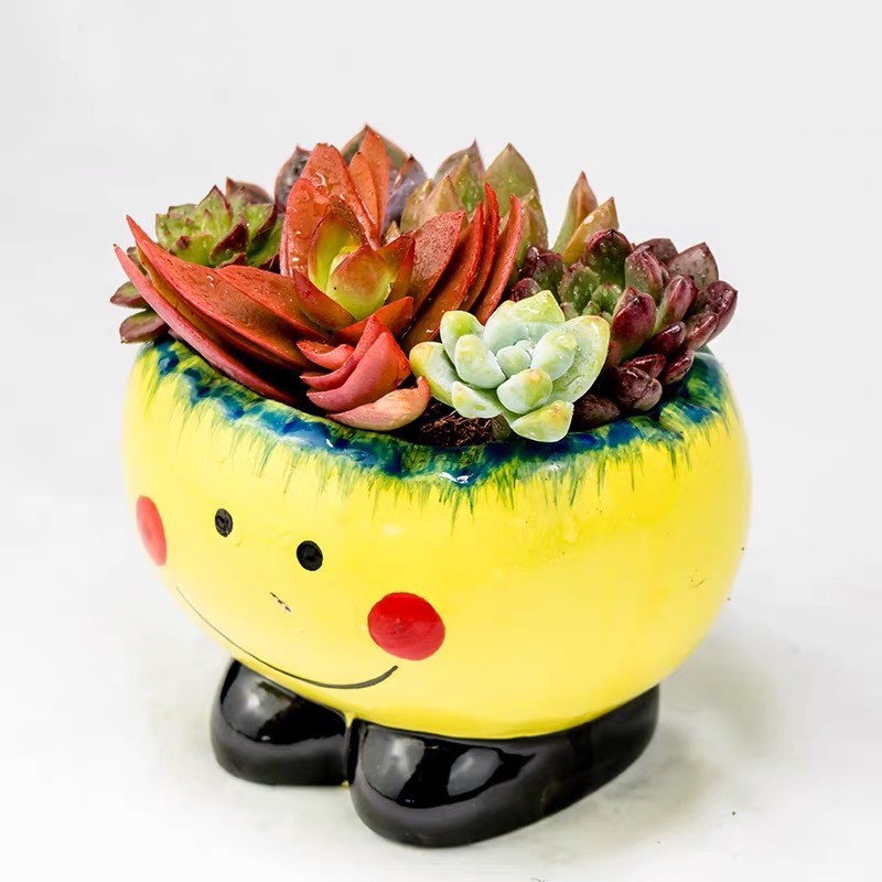 笑脸多肉植物组合盆栽