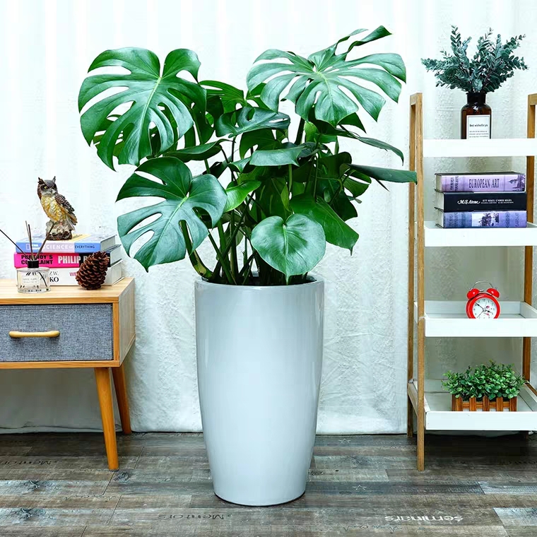 龟背竹网红植物观叶植物室内客厅