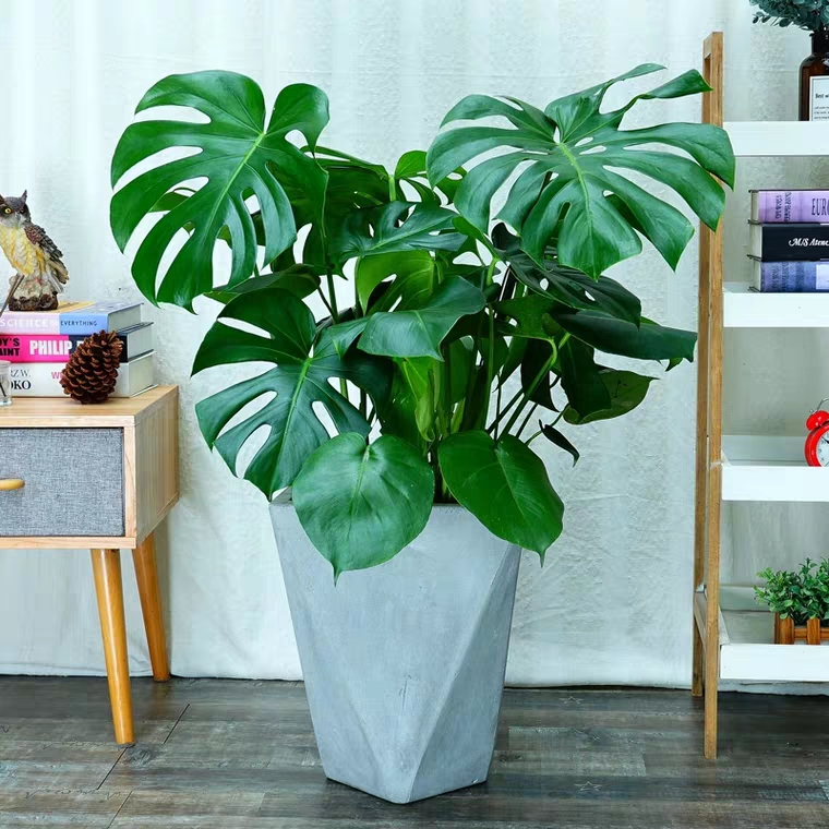 龟背竹网红植物观叶植物室内客厅