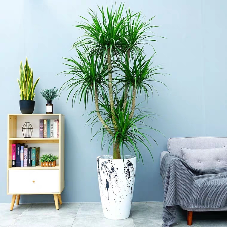 龙血树客厅绿植多头龙须树龙铁树