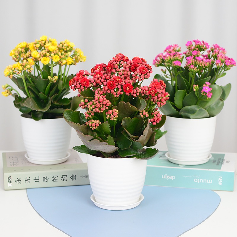 长寿花植物盆栽1盆开花植物寓意