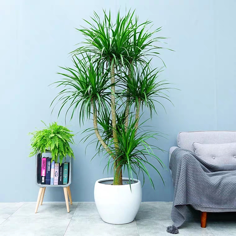 龙血树客厅绿植多头龙须树龙铁树