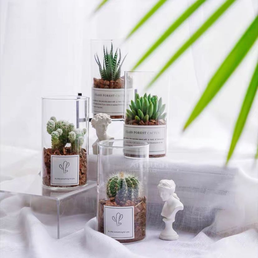 玻璃瓶单棵多肉植物盆栽 (随机发货)