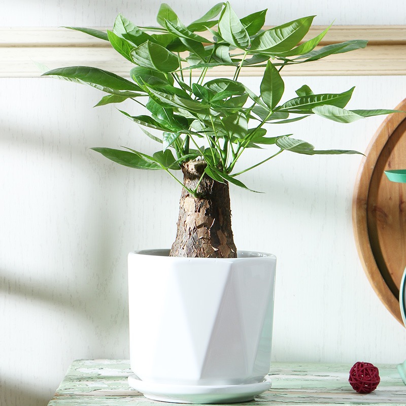 独杆发财树桌面绿植盆栽招财植物花卉送朋友送客户送人植物盆栽招财植物好养3009