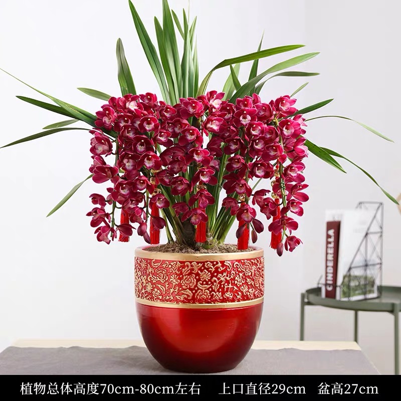 红色大花惠兰 韩国垂兰 大花蕙