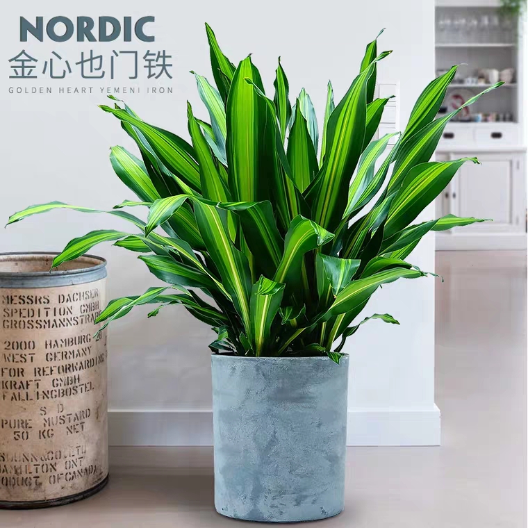 多头也门铁（金）1023