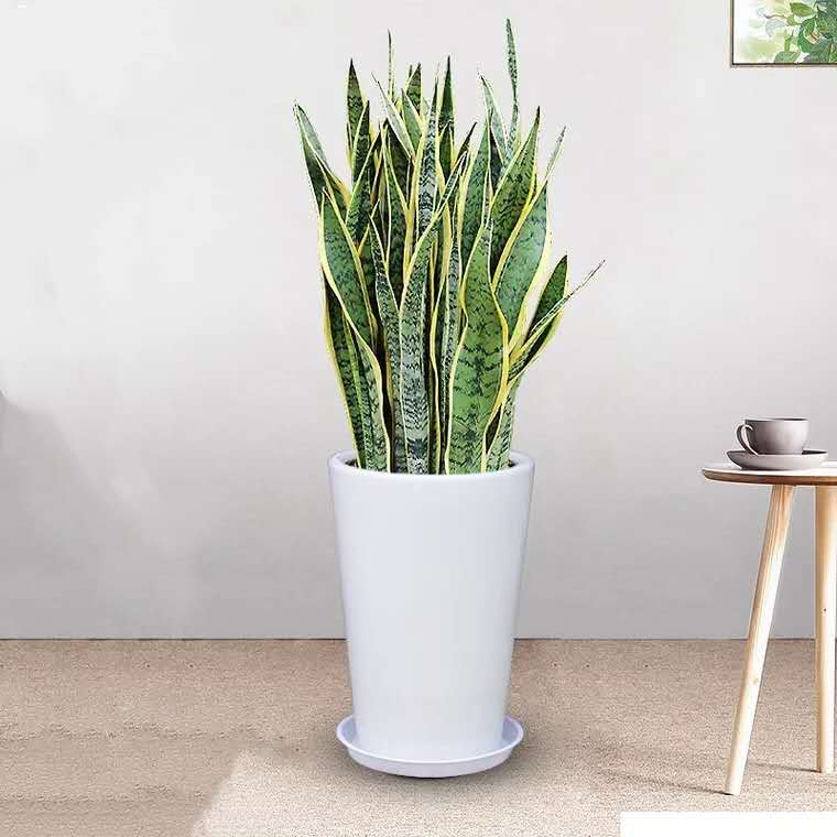 虎皮兰 净化空气能手 中号植物