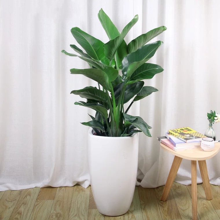 天堂鸟 (中号) 2012