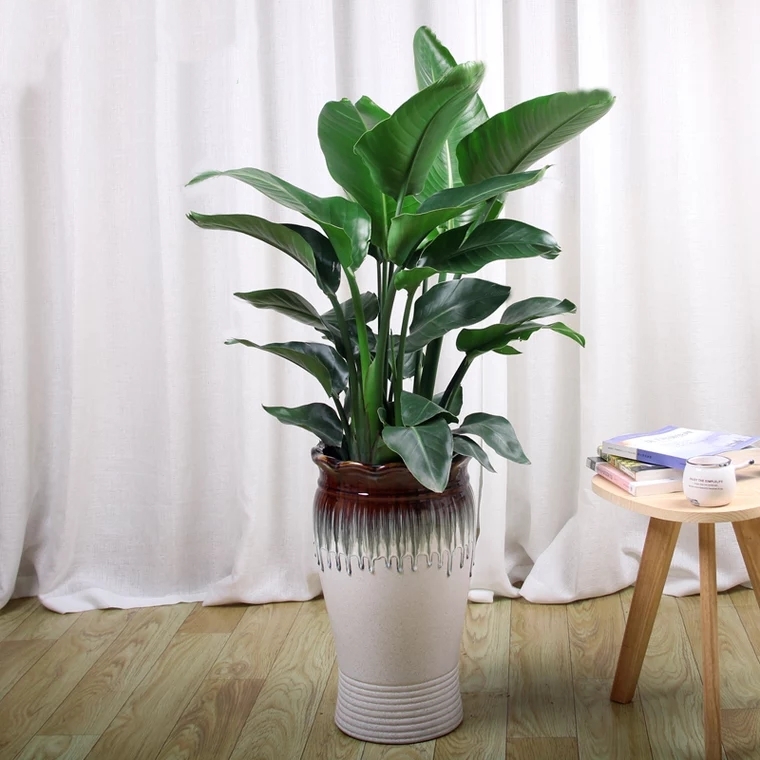 天堂鸟 (中号) 2012