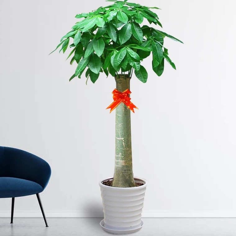 独杆发财树大发财树招财植物盆栽