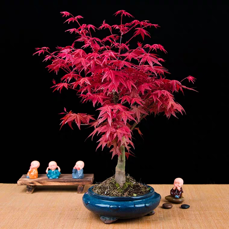 日本红枫盆景3020
