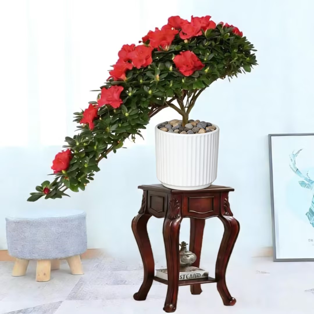 一帆风顺杜鹃花盆栽