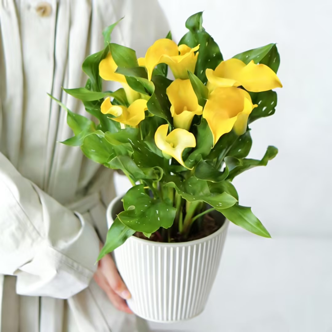 精品马蹄莲盆栽带花发进口马蹄莲