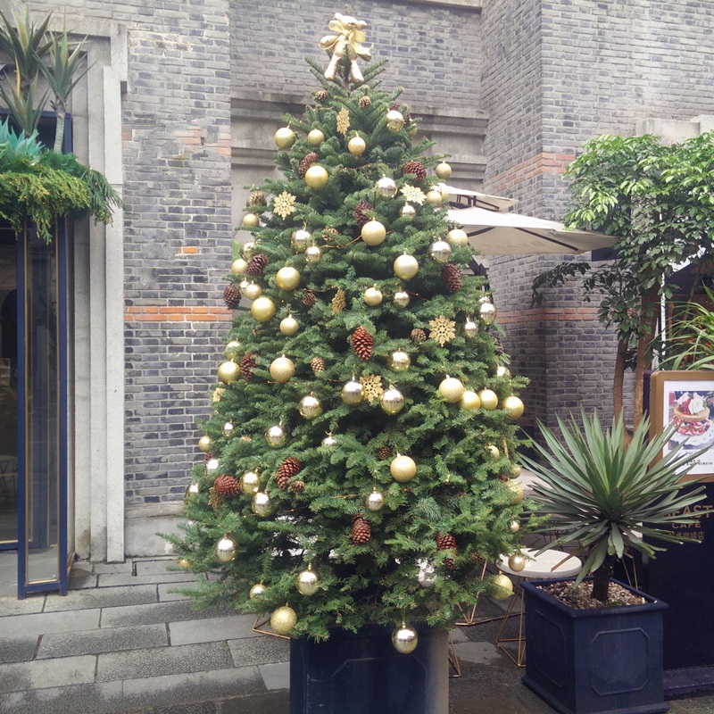 圣诞树 诺贝松 真圣诞树 挪威云杉 带根植物盆栽