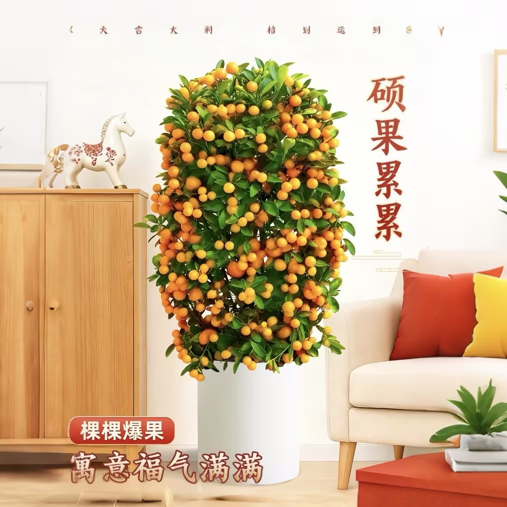 【四季发财】大金桔大金橘盆栽 