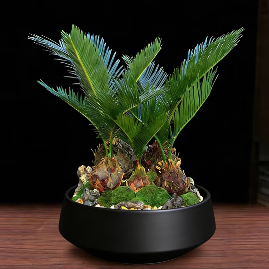 多头铁树盆景桌面植物室内办公室绿植客厅四季常青桌面花卉盆景乔迁开业送礼送花上门