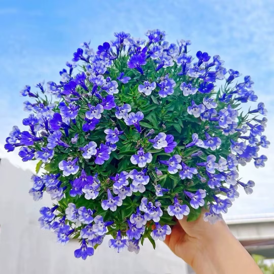 半边莲盆栽六倍利植物带花苞多年