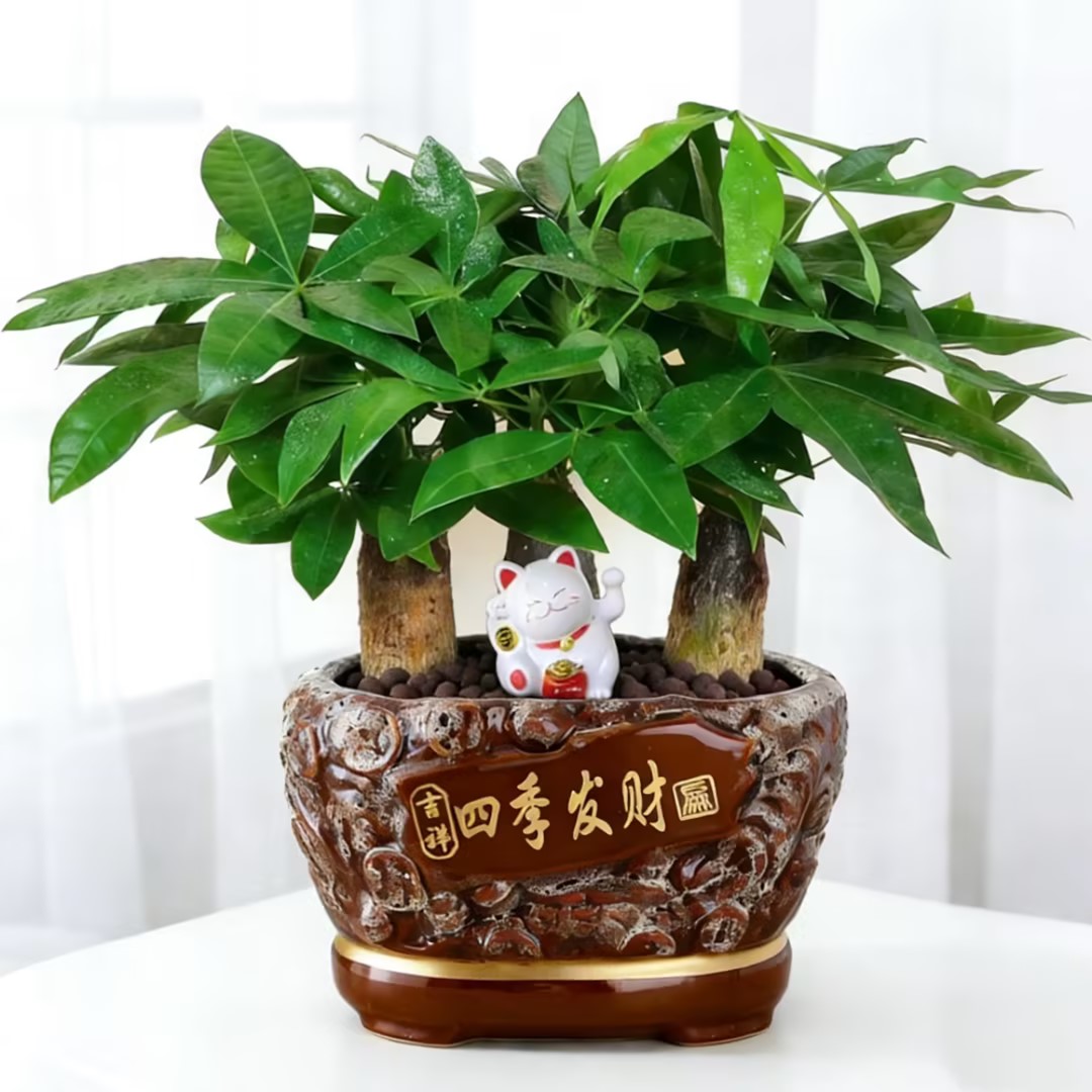 大号三株发财树盆景桌面前台花卉送礼乔迁开业等花店送花上门花盆样式随机