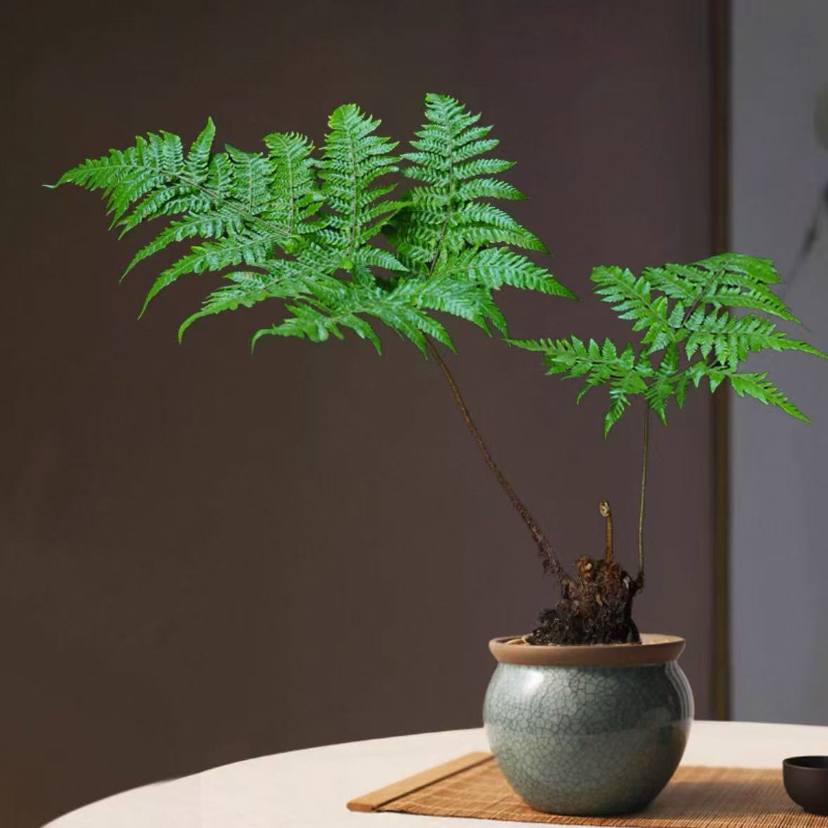 金丝红麟蕨类植物耐阴好养网红蕨