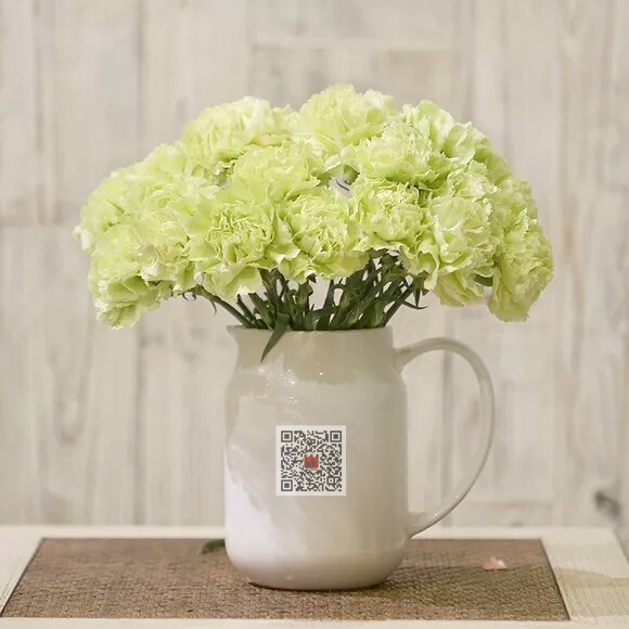 绿色 康乃馨 鲜切花【1枝】家