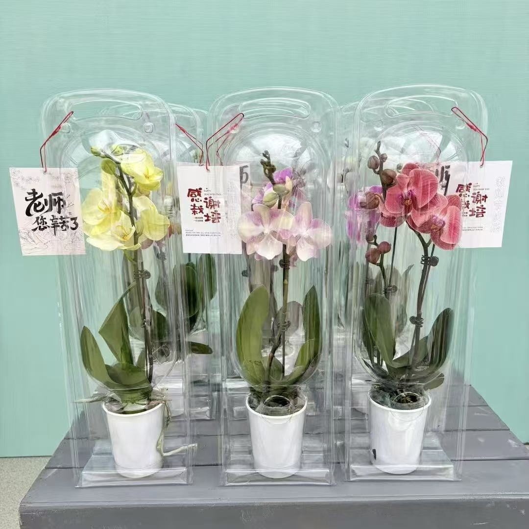 教师节花礼蝴蝶兰礼盒装清新典雅