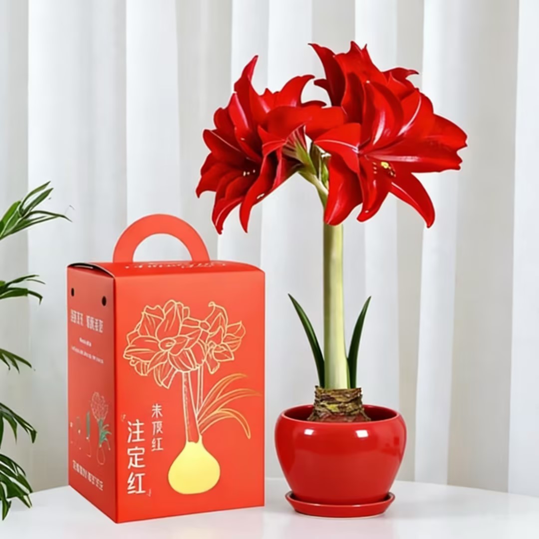 朱顶红 注定红 喜庆植物盆栽