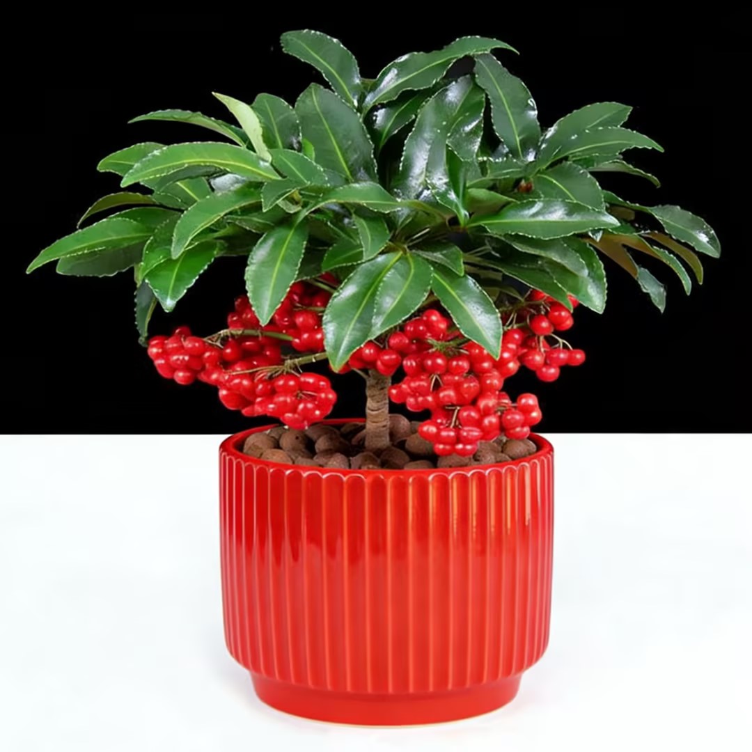 富贵籽盆景 桌面盆栽