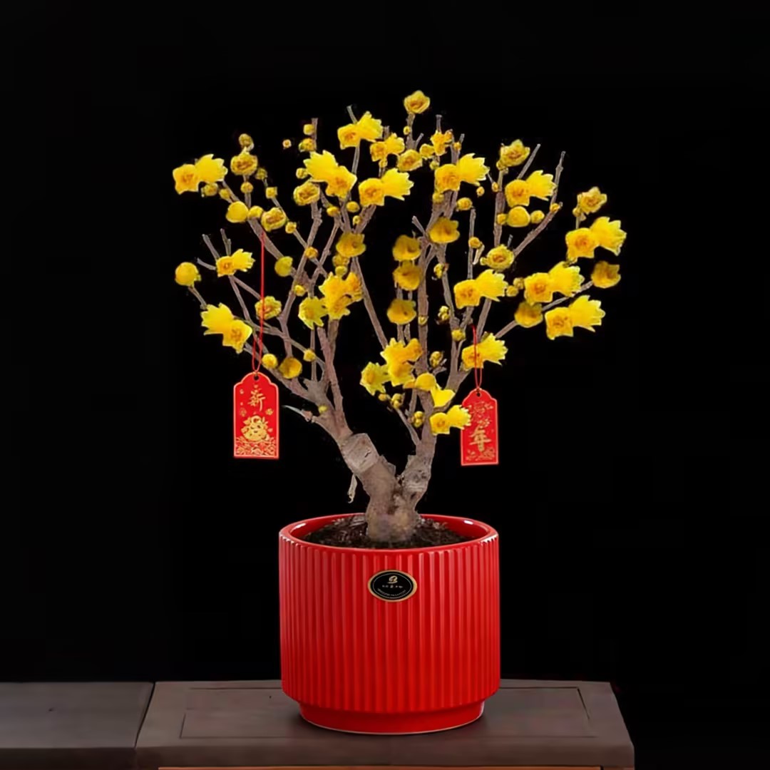 腊梅 芳香植物 开花植物盆栽 