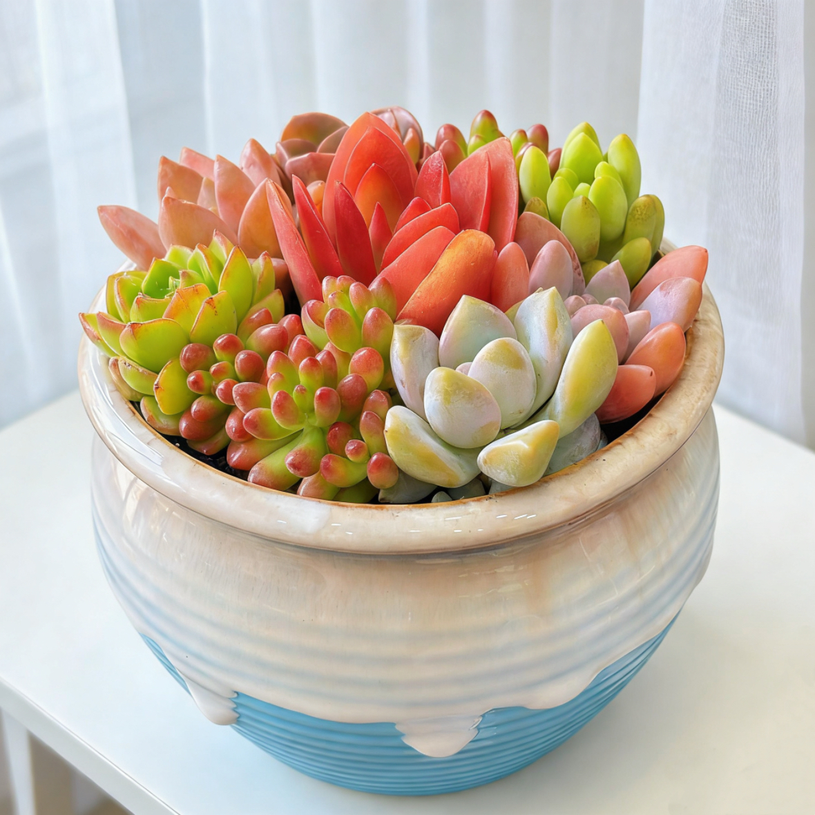 多肉组合盆栽创意微景观好看好养