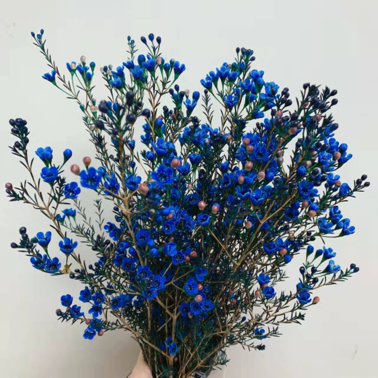 澳梅 奥梅 蓝色澳梅 腊梅 梅