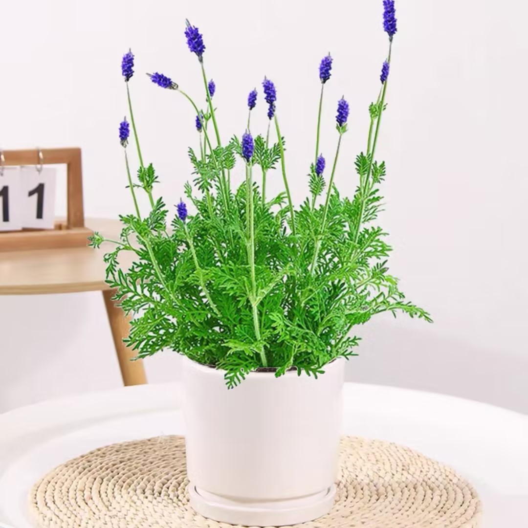 薰衣草普罗旺斯薰衣草盆栽香草花