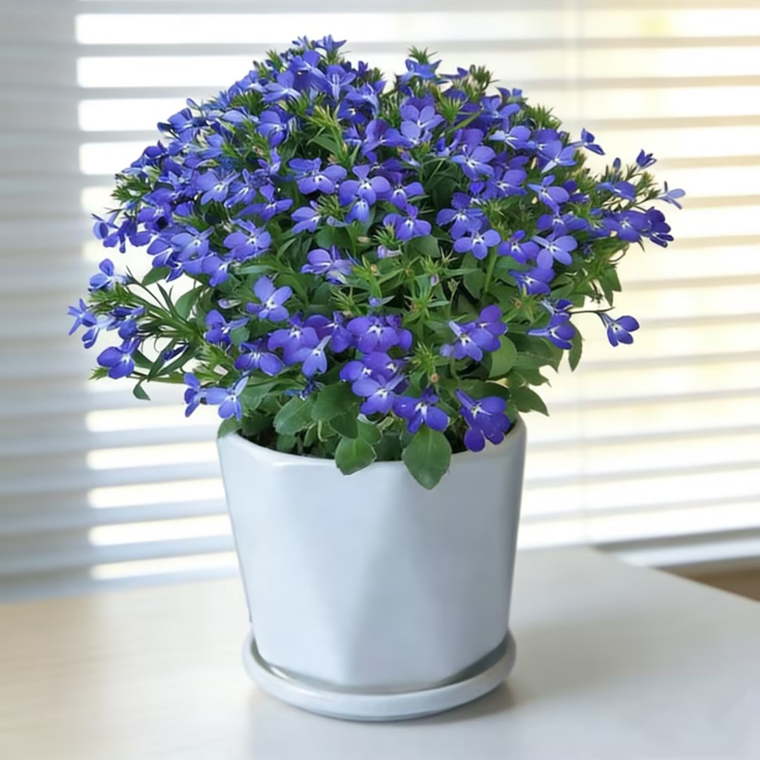 半边莲盆栽六倍利植物带花苞多年