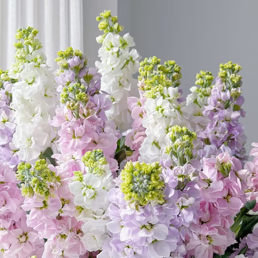 紫罗兰鲜花1扎家庭生活鲜花室内