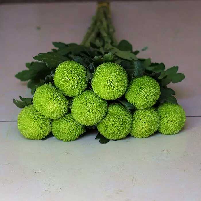 乒乓球 绿色乒乓菊10枝/扎 