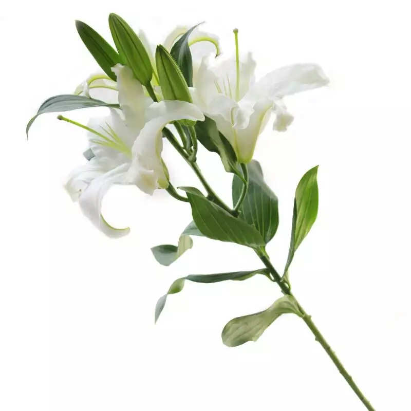 白色 香水百合花 Lily 1