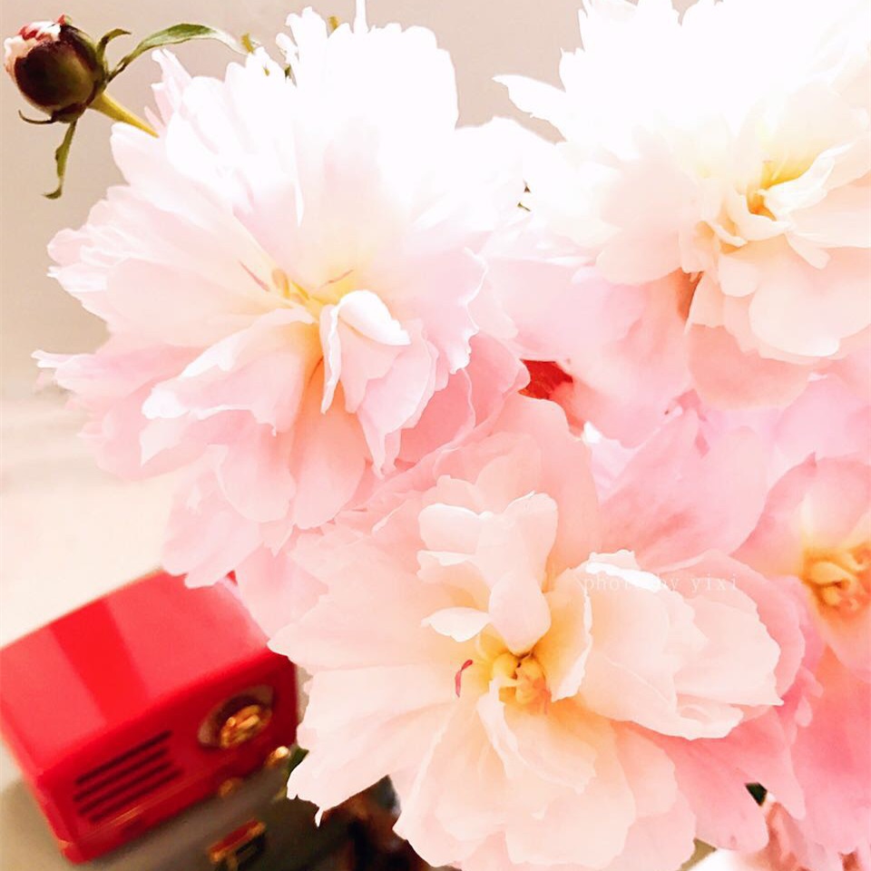 牡丹花 鲜切花【1扎5枝左右】