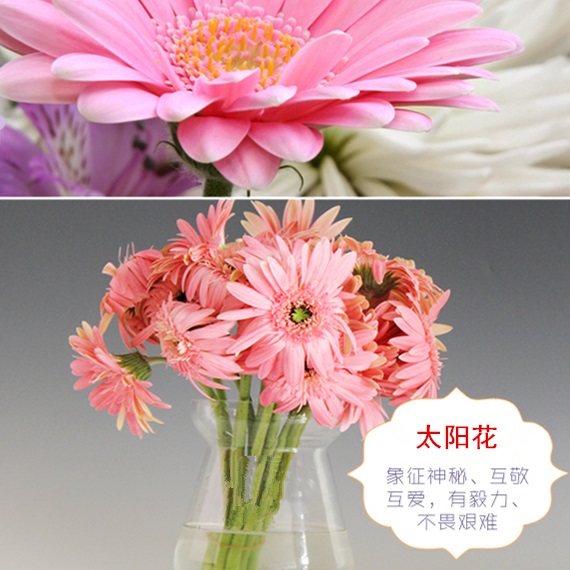 粉色 太阳花 鲜切花【1枝】