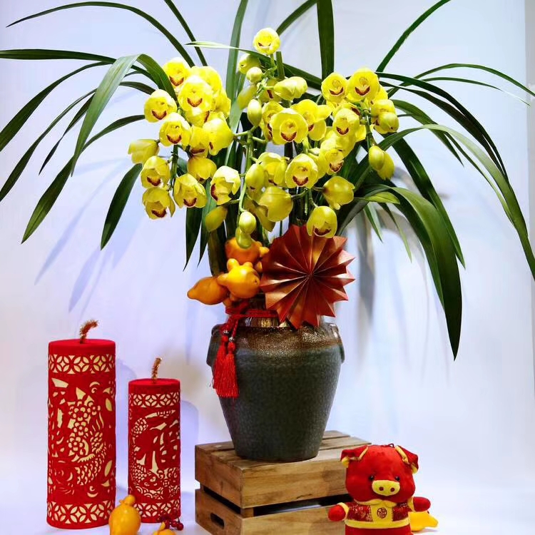 韩国垂兰 大花蕙兰14