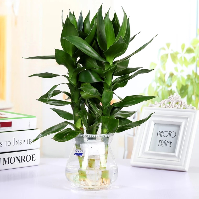 水培富贵竹观音竹3枝 可选花盆