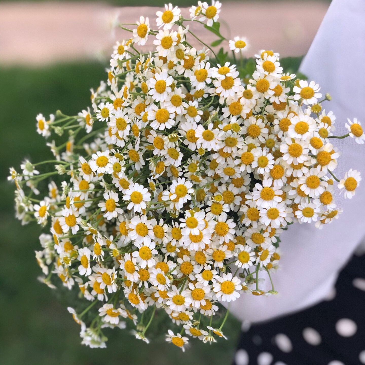 洋甘菊鲜切花1扎5枝左右网红家