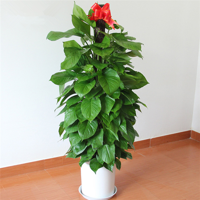 绿萝盆栽1盆大绿箩盆栽好养植物大叶植物净化空气美化环境吸味道乔迁新居新办公室