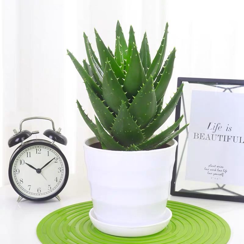芦荟净化空气吸除甲醛植物盆栽办公室桌面花卉好养好活花卉盆栽桌面植物