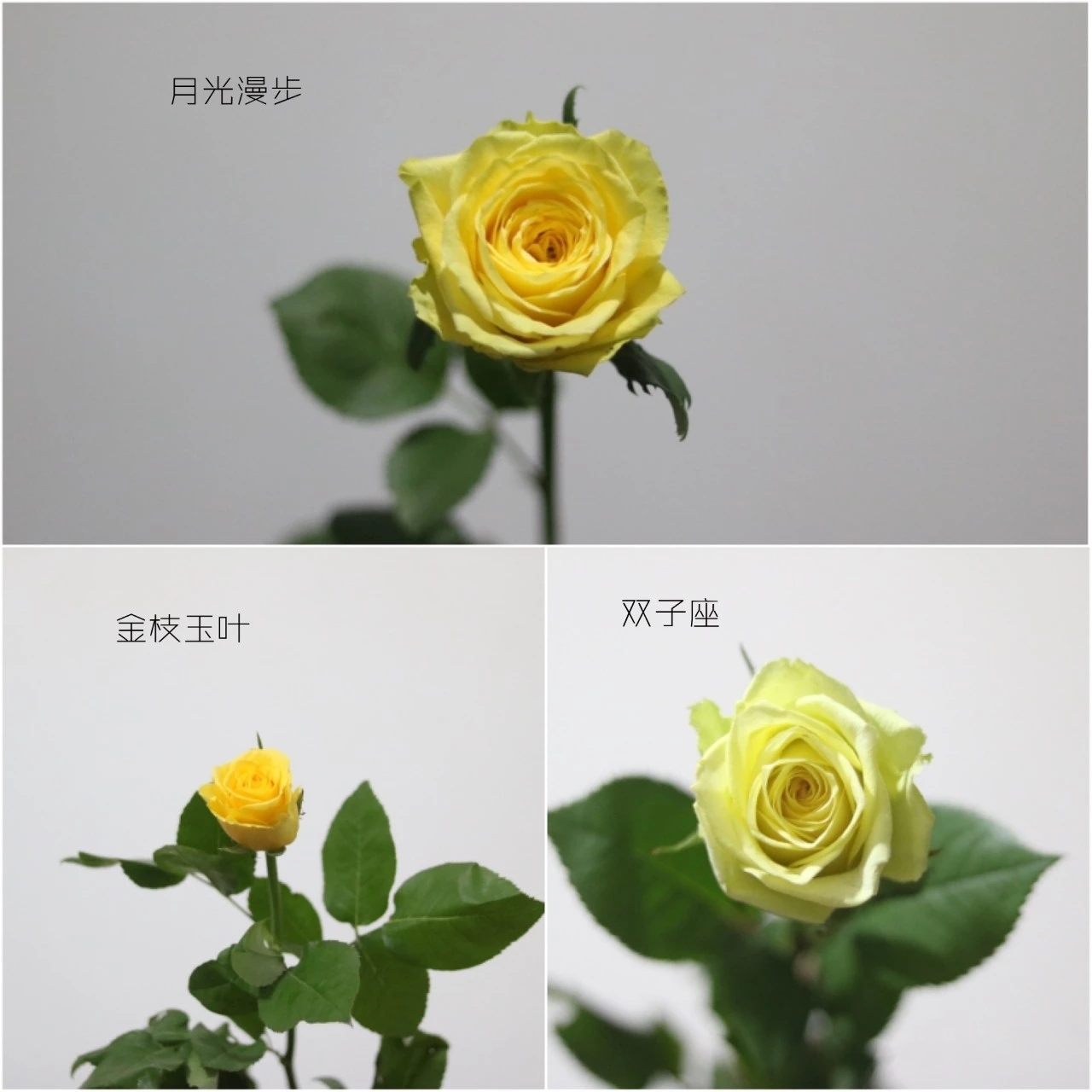 黄色玫瑰花1枝 Rose 单只