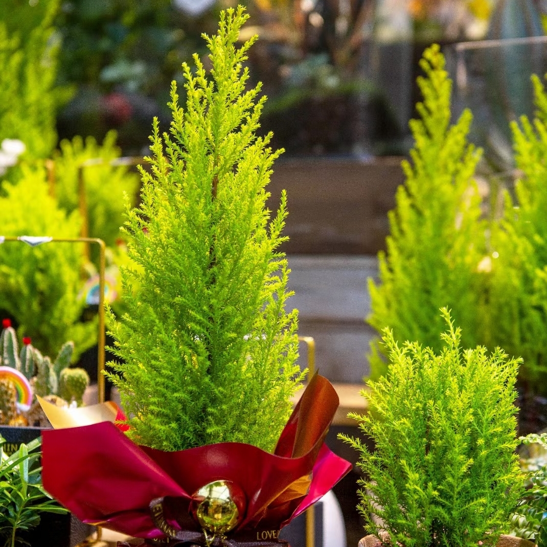 小圣诞树 香松 植物盆栽