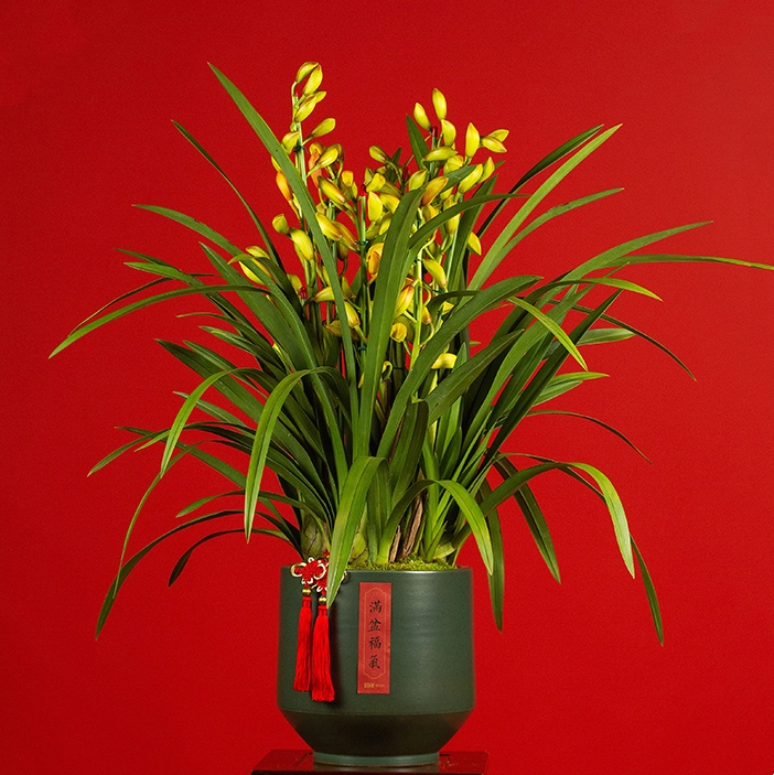 大花蕙兰 兰花盆栽 直兰20