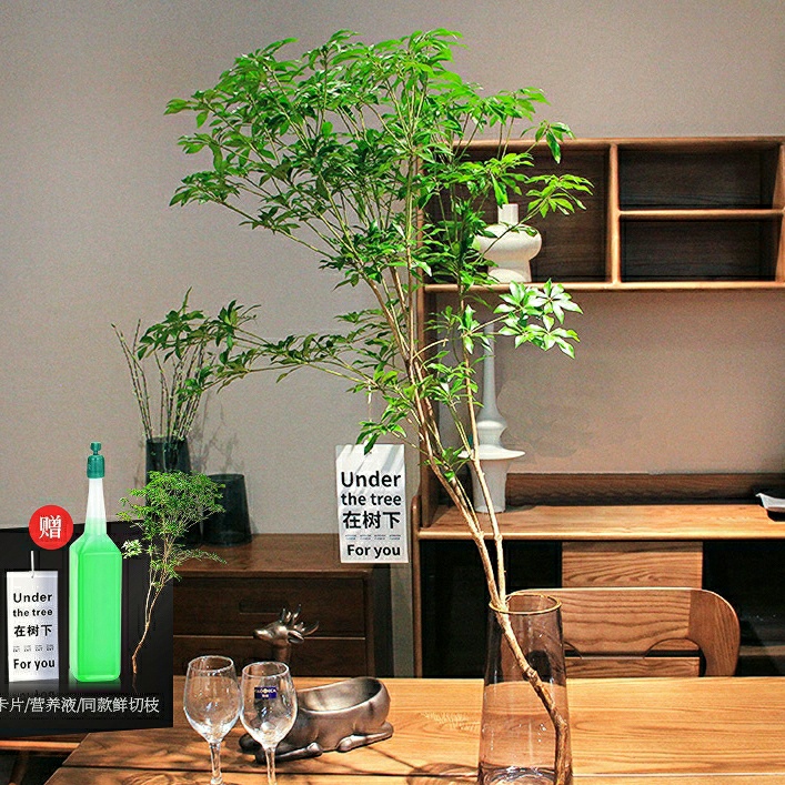 日本进口马醉木1枝Pieris