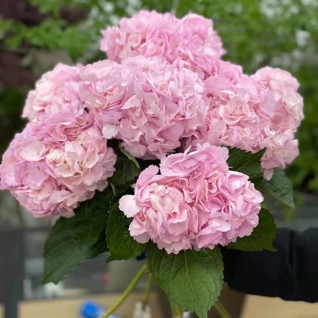 粉色绣球花鲜切花1枝家庭生活插