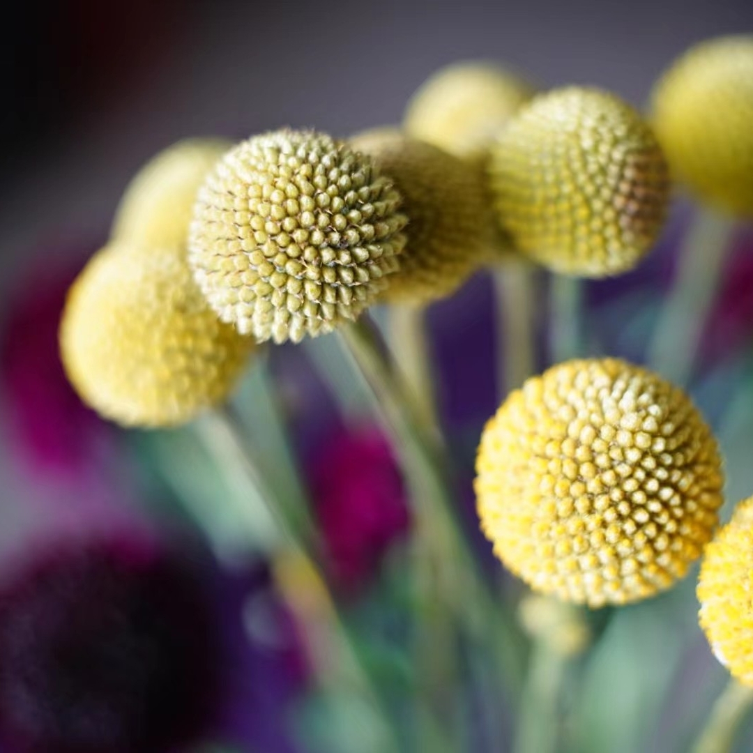 黄金球 鲜切花【10枝】